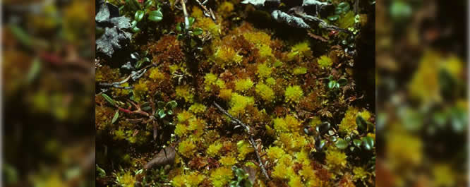 Sphagnum Moss
Sphagnum spp. 
<i>Photo credit: T.F. Niehus</i>